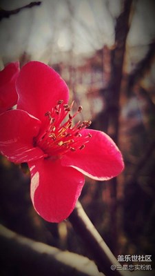 【自然、花色】