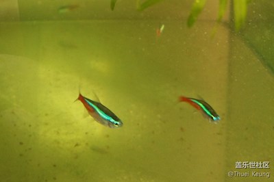 年年有魚