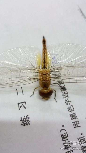 小蜻蜓拜年啦