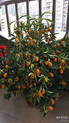 過年買桃花和年桔