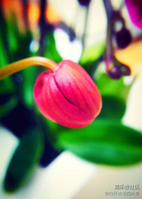 年味+北京+愛琴海里的年味