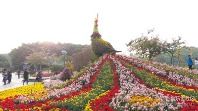 過年拍花，拍出精彩。