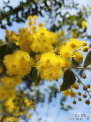 金合歡＆山櫻花