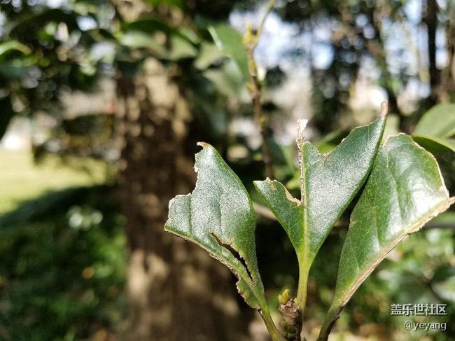 這是昨天在公園里隨手拍的