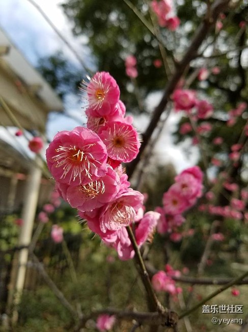這是昨天在公園里隨手拍的