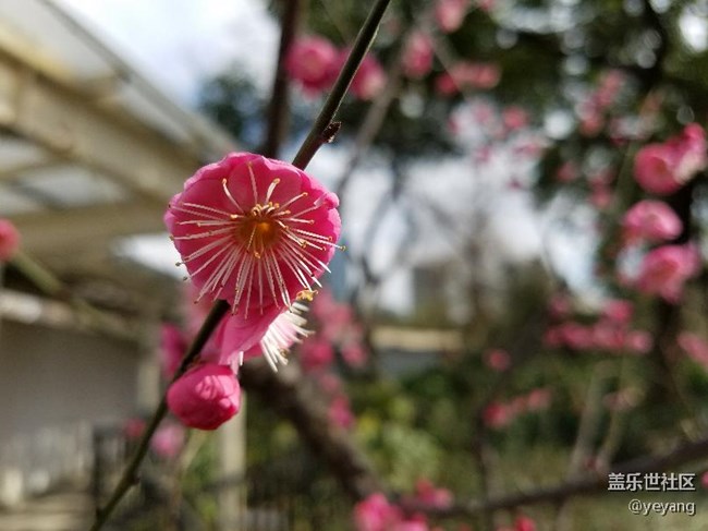 這是昨天在公園里隨手拍的
