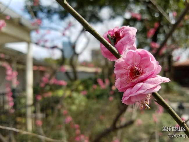 這是昨天在公園里隨手拍的