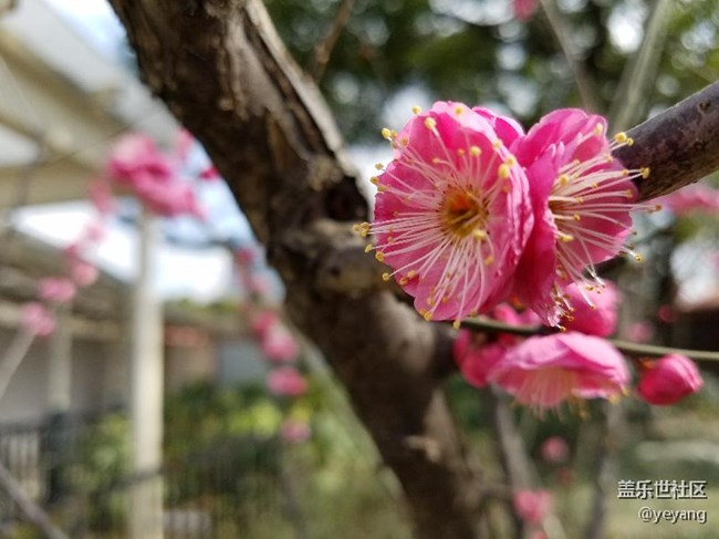 這是昨天在公園里隨手拍的