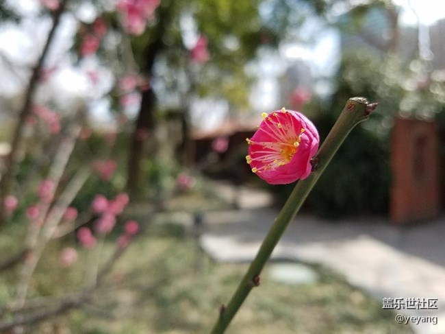 這是昨天在公園里隨手拍的