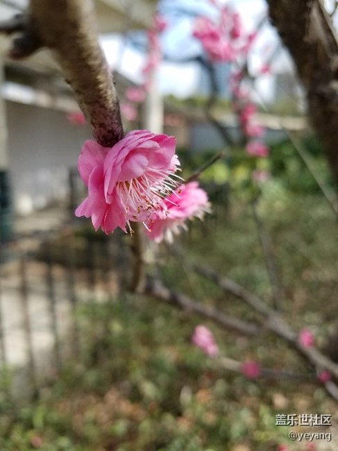 這是昨天在公園里隨手拍的