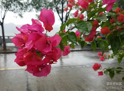 三角紅梅吐芳艷