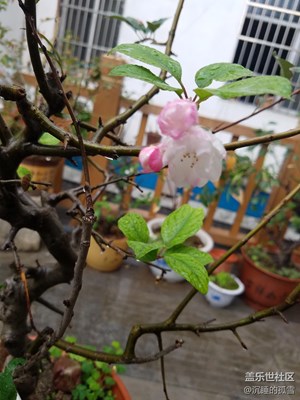 秋日海棠帶露沾