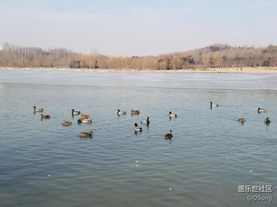春江水暖，鴨先知