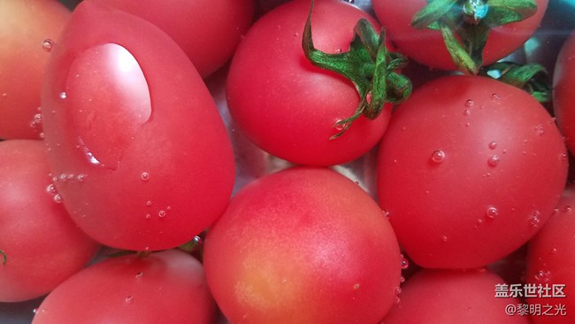 圣女果 微距拍攝