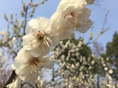 南京梅花山一日游