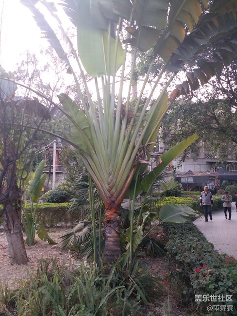 認(rèn)識(shí)這種植物嗎？