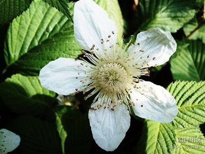 三星第一款安卓智能機I9000