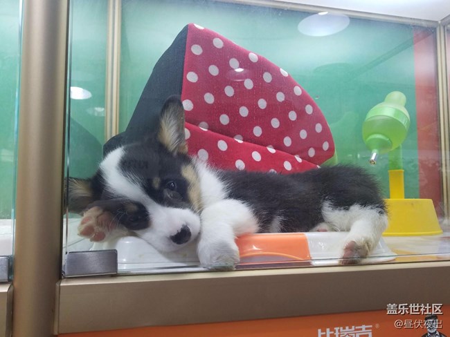 沒(méi)事兒就去看看寵物