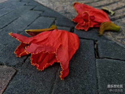 春來了+深圳+春在深圳，晴暖鵬城