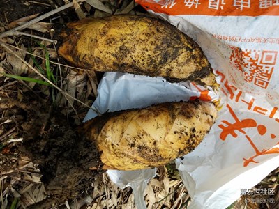 冬筍