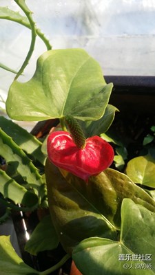 春來了，石河子，生機(jī)盎然