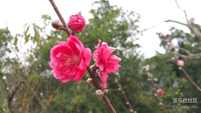 在那桃花盛開的地方