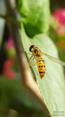 漂亮的小蟲(chóng)子