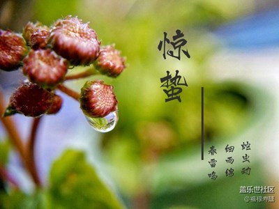 春來了 杭州  春露