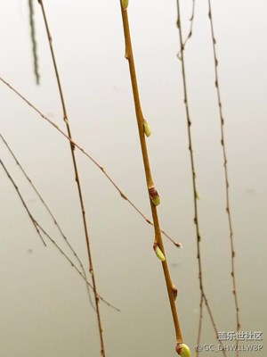 春天來(lái)啦