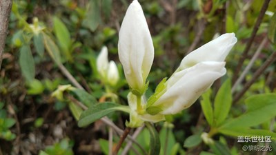 花花世界——杜鵑花