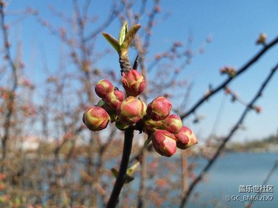 春意盎然  三星c9pro微距拍攝很棒的。