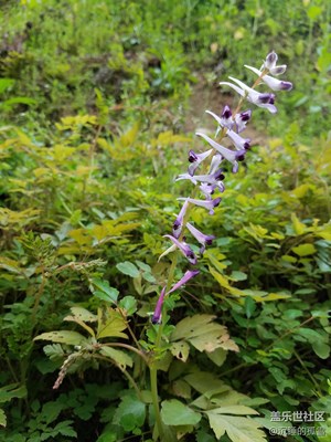 不知名的花朵默默綻放，無私的供你欣賞