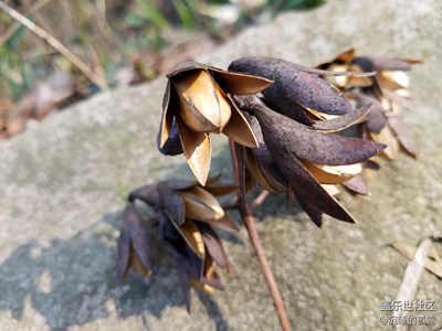 有誰知道這是什么