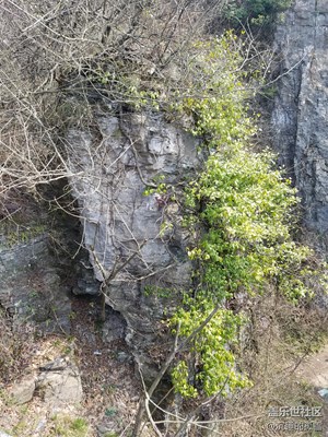 絕壁上的植物，很堅(jiān)強(qiáng)