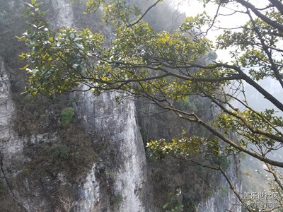 玉樹臨風(fēng)，傲立懸崖