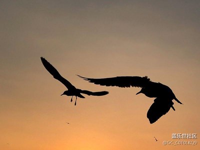 我與S7形影不離之海鷗