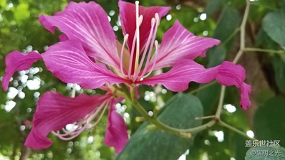 花花世界——紫荊花