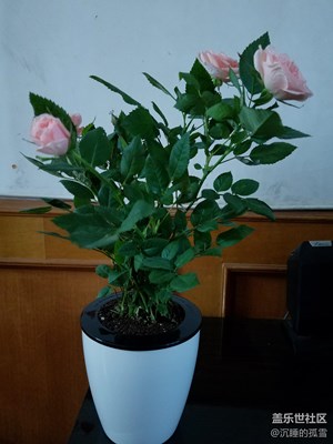 網(wǎng)購的玫瑰花，就是不經(jīng)養(yǎng)，都有點(diǎn)枯葉了