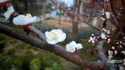 桃花開(kāi)