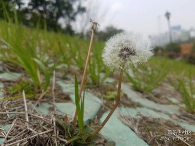 昨天沒事出去拍的，