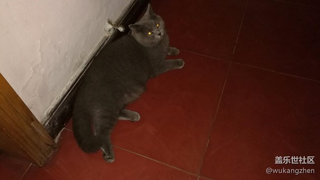 我家藍胖子的養(yǎng)成。。。