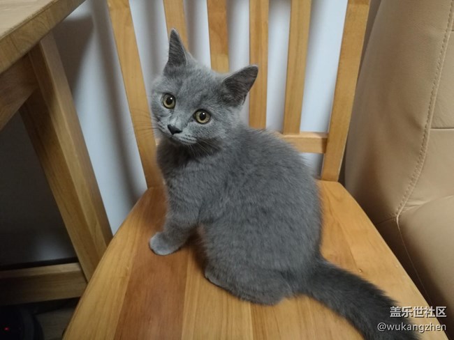 我家藍胖子的養(yǎng)成。。。