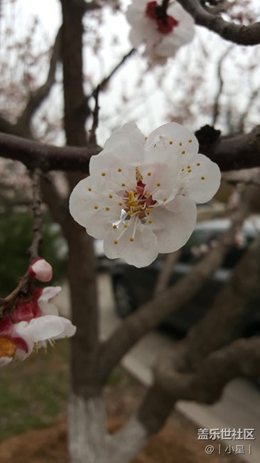 note5隨手拍櫻花