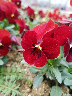 這是不是一種花