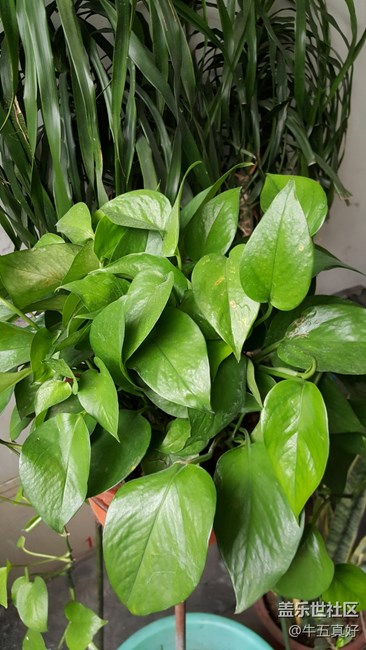 曬曬牛五相機(jī)