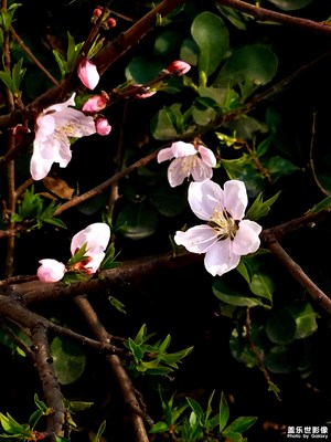 桃花朵朵開
