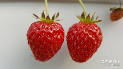 草莓
