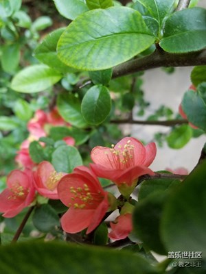 春，初來(lái)乍到小區(qū)樓下