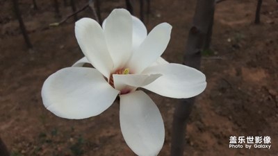 白說蓮花