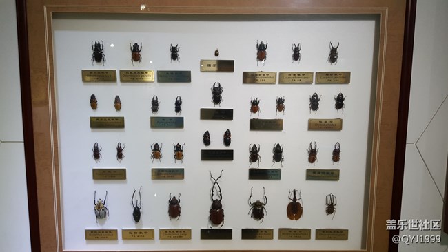 分享一下上海昆蟲博物館參觀心得